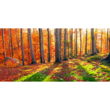  Öntapadó és mosható falfestmény Erdő napsugarakkal, 300 x 250 cm tapéta, díszléc és más dekoráció