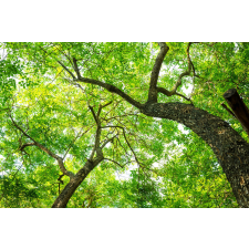  Öntapadó és mosható falfestmény Fák, 300 x 200 cm tapéta, díszléc és más dekoráció