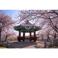  Öntapadó és mosható falfestmény Flori170 Pavilon cseresznyevirággal, 250 x 150 cm tapéta, díszléc és más dekoráció