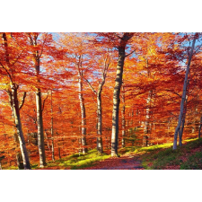  Öntapadó és mosható falfestmény Késő ősz, 250 x 200 cm tapéta, díszléc és más dekoráció