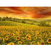  Öntapadó és mosható falfestmény Naplemente a napraforgó felett, 350 x 250 cm