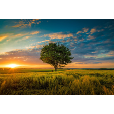  Öntapadó és mosható falfestmény Natura179 Búzafa, 250 x 150 cm tapéta, díszléc és más dekoráció