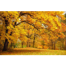  Öntapadó és mosható falfestmény Ősz az erdőben, 400 x 250 cm tapéta, díszléc és más dekoráció