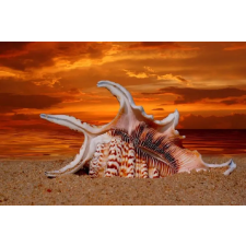  Öntapadó és mosható falfestmény Strand, kagylók, alkonyat, 400 x 250 cm tapéta, díszléc és más dekoráció