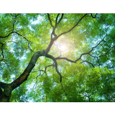  Öntapadó és mosható falfestmény Trees 2, 350 x 200 cm tapéta, díszléc és más dekoráció