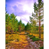  Öntapadó és mosható falfestmény Út az erdőbe, 150 x 205 cm