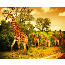  Öntapadó és mosható falfestmény Zsiráfok a szavannán, 200 x 150 cm tapéta, díszléc és más dekoráció