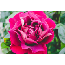  Öntapadó és mosható fali tapéta Flori66, 300 x 200 cm tapéta, díszléc és más dekoráció