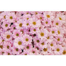  Öntapadó és mosható fali tapéta Flori89, 200 x 150 cm tapéta, díszléc és más dekoráció