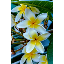  Öntapadó és mosható fali tapéta Flori93, 300 x 200 cm tapéta, díszléc és más dekoráció