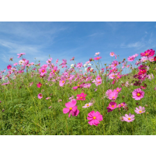  Öntapadó és mosható fali tapéta Flori97, 300 x 200 cm tapéta, díszléc és más dekoráció