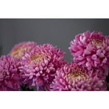  Öntapadó és mosható fali tapéta Flori99, 250 x 150 cm tapéta, díszléc és más dekoráció