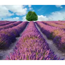  Öntapadó és mosható fali tapéta Lavender3, 150 x 205 cm tapéta, díszléc és más dekoráció
