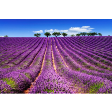  Öntapadó és mosható fali tapéta Lavender5, 400 x 250 cm tapéta, díszléc és más dekoráció