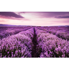 Öntapadó és mosható fali tapéta Lavender7, 400 x 250 cm tapéta, díszléc és más dekoráció
