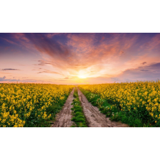  Öntapadó és mosható fali tapéta Natura123, 300 x 200 cm tapéta, díszléc és más dekoráció