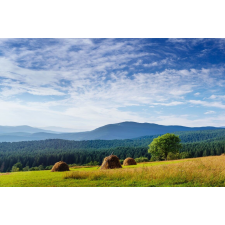  Öntapadó és mosható fali tapéta Natura149, 300 x 200 cm tapéta, díszléc és más dekoráció