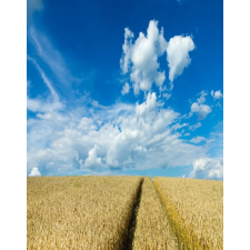  Öntapadó és mosható fali tapéta Natura150, 150 x 205 cm tapéta, díszléc és más dekoráció