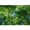  Öntapadó és mosható fali tapéta Padure32, 250 x 150 cm