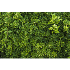  Öntapadó és mosható fali tapéta Padure36, 250 x 200 cm tapéta, díszléc és más dekoráció