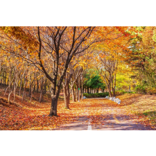  Öntapadó és mosható fali tapéta Padure54 ősz, 250 x 200 cm tapéta, díszléc és más dekoráció