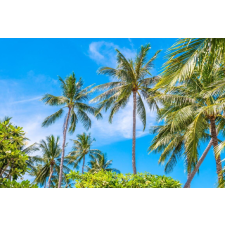  Öntapadó és mosható fali tapéta Palmieri40, 250 x 150 cm tapéta, díszléc és más dekoráció