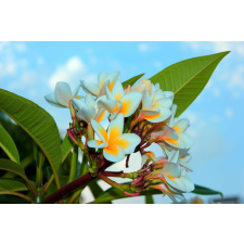  Öntapadó és mosható fali tapéta Plumeria virágok, 350 x 200 cm tapéta, díszléc és más dekoráció