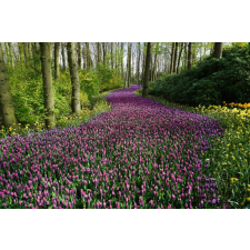  Öntapadó és mosható fali tapéta Rózsaszín virágok útja, 200 x 150 cm tapéta, díszléc és más dekoráció