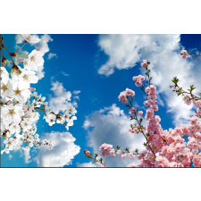  Öntapadó és mosható fali tapéta Tavaszi fák, 400 x 250 cm tapéta, díszléc és más dekoráció