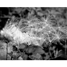  Öntapadó és mosható falikép Dandelion fekete-fehér, 300 x 250 cm tapéta, díszléc és más dekoráció