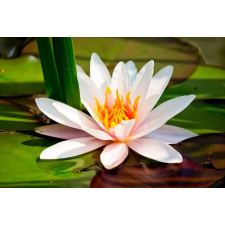  Öntapadós tapéta Fehér tavirózsa, 150 x 205 cm tapéta, díszléc és más dekoráció