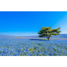  Öntapadós tapéta Field of blues, 250 x 200 cm tapéta, díszléc és más dekoráció