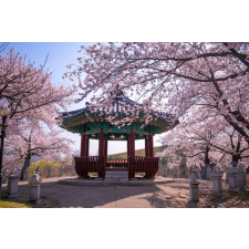  Öntapadós tapéta Flowers170 Pavilon cseresznyevirággal 350 x 250 cm tapéta, díszléc és más dekoráció