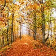  Öntapadós tapéta Forest28, 250 x 200 cm tapéta, díszléc és más dekoráció