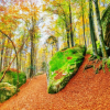  Öntapadós tapéta Forest29, 250 x 200 cm