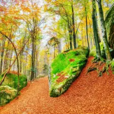  Öntapadós tapéta Forest29, 250 x 200 cm tapéta, díszléc és más dekoráció