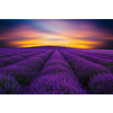  Öntapadós tapéta Levendula mező, napkelte, 350 x 250 cm tapéta, díszléc és más dekoráció