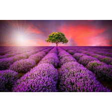  Öntapadós tapéta Levendula mező, nyár, naplemente, 250 x 150 cm tapéta, díszléc és más dekoráció