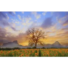  Öntapadós tapéta Napraforgó gyapjú fa, 250 x 200 cm tapéta, díszléc és más dekoráció