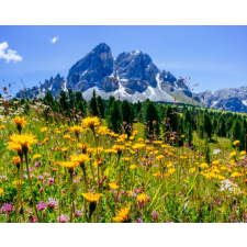  Öntapadós tapéta Natura101, 150 x 205 cm tapéta, díszléc és más dekoráció