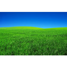  Öntapadós tapéta Natura109, 250 x 200 cm tapéta, díszléc és más dekoráció