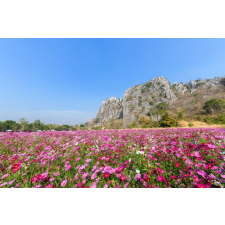  Öntapadós tapéta Natura114, 300 x 200 cm tapéta, díszléc és más dekoráció