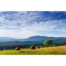  Öntapadós tapéta Natura149, 200 x 150 cm tapéta, díszléc és más dekoráció