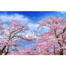  Öntapadós tapéta Natura162 Mount Fuji és cseresznyevirágok, 200 x 150 cm tapéta, díszléc és más dekoráció