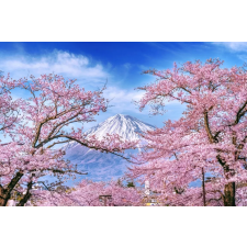 Öntapadós tapéta Natura162 Mount Fuji és cseresznyevirágok, 250 x 150 cm tapéta, díszléc és más dekoráció
