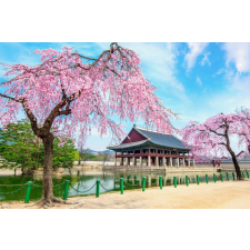  Öntapadós tapéta Natura164 koreai palota cseresznyevirággal, 250 x 150 cm tapéta, díszléc és más dekoráció