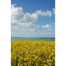  Öntapadós tapéta Natura37, 150 x 205 cm tapéta, díszléc és más dekoráció