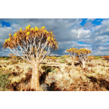  Öntapadós tapéta Natura70, 200 x 150 cm tapéta, díszléc és más dekoráció