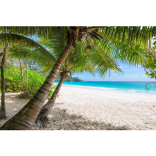  Öntapadós tapéta Pálmafák árnyékában, 250 x 150 cm tapéta, díszléc és más dekoráció