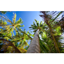  Öntapadós tapéta Pálmafák az égig, 250 x 150 cm tapéta, díszléc és más dekoráció